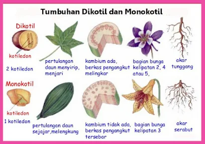Sebutkan Contoh Tumbuhan Dikotil Dan Monokotil Berbagi Manfaat Share It