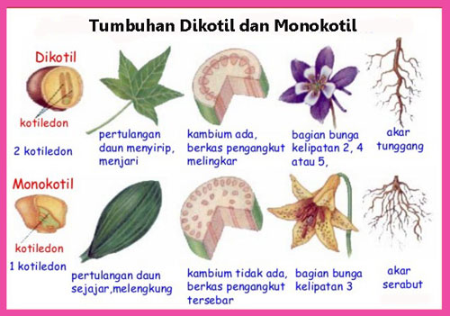 Sebutkan Contoh Tumbuhan Dikotil Dan Monokotil Berbagi Manfaat Sebutkan Contoh Tumbuhan Dikotil Dan Monokotil Berbagi Manfaat