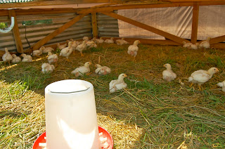broiler chickens in field