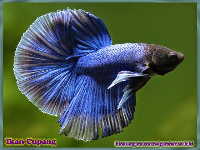 gambar ikan cupang aduan berwarna biru