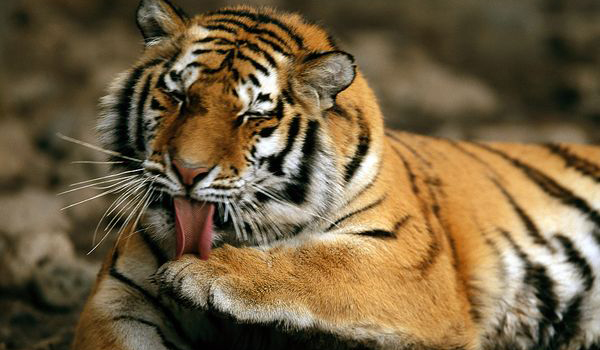 Gambar 10 Hewan Terancam Punah Dunia Keindahan Flora Fauna Harimau