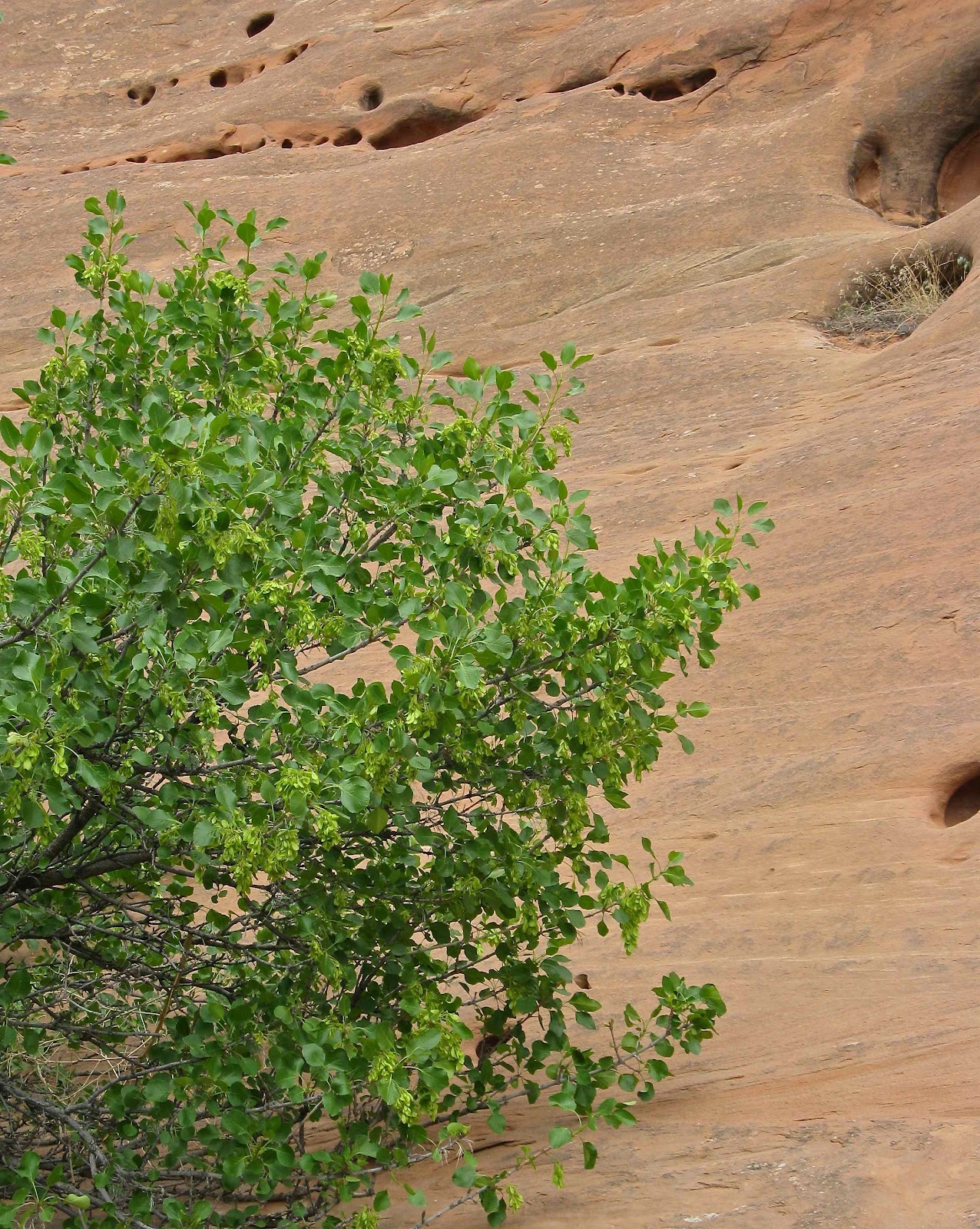 In the Company of Plants and Rocks: High Desert Trees