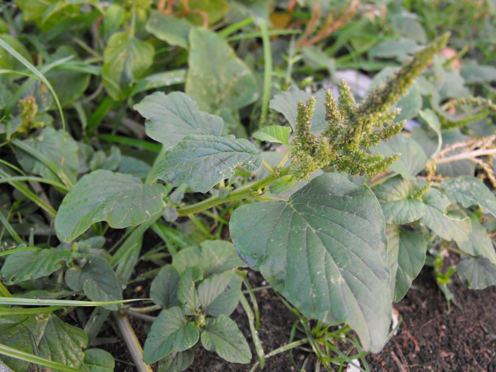 2017 Pinoy Health Tips