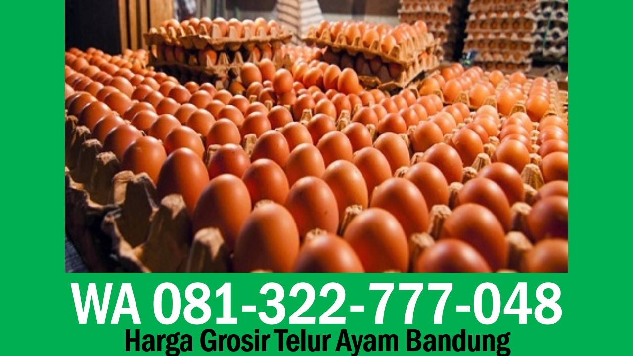 Distributor Telur Ayam Negeri Bandung, WA 081322777048
