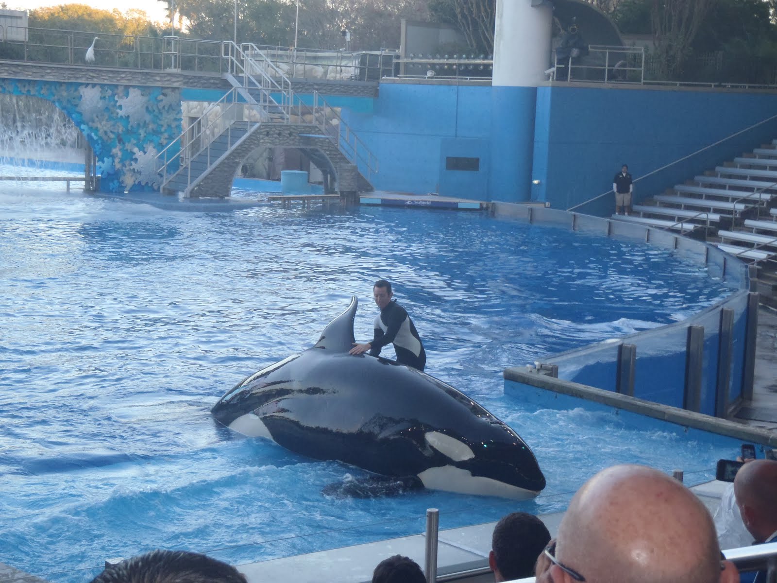 Words from the Wise: shamu trainer in training