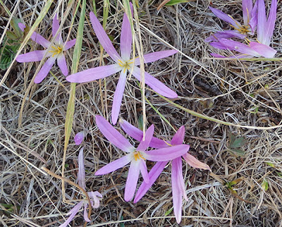 Merendera montana (Colchicum montanum)