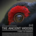 The Ancient Woods Movie Review