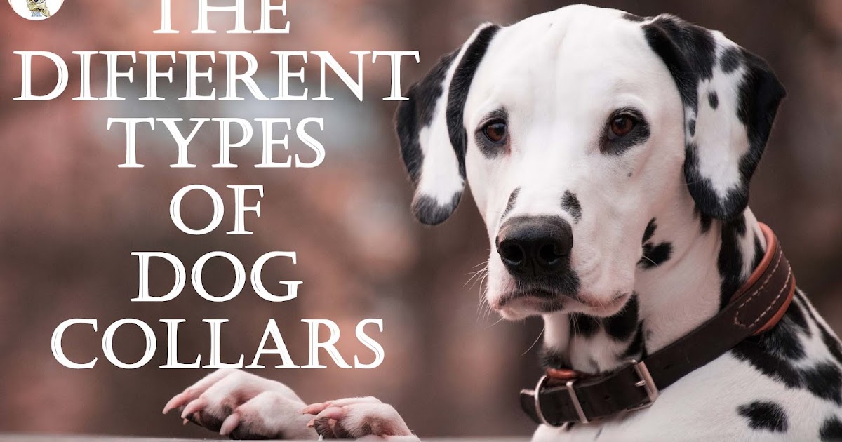 The different types of dog collars and their uses The Happy Puppers
