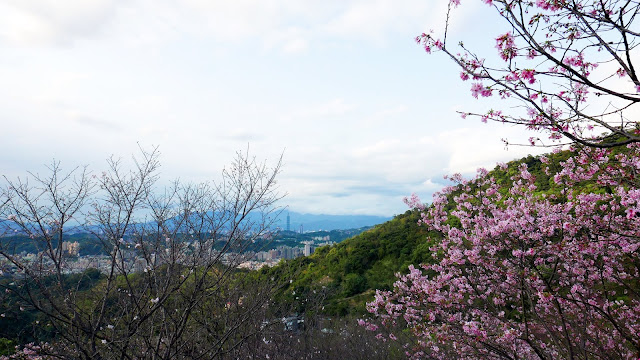 【新北市新店區 / 旅遊 / 步道健走】 騰龍御櫻半日健走 新店秘境 北市近郊 老泉里