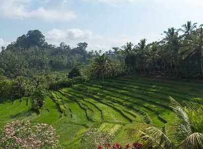 Jambul mana bukit daerah Senarai Cawangan