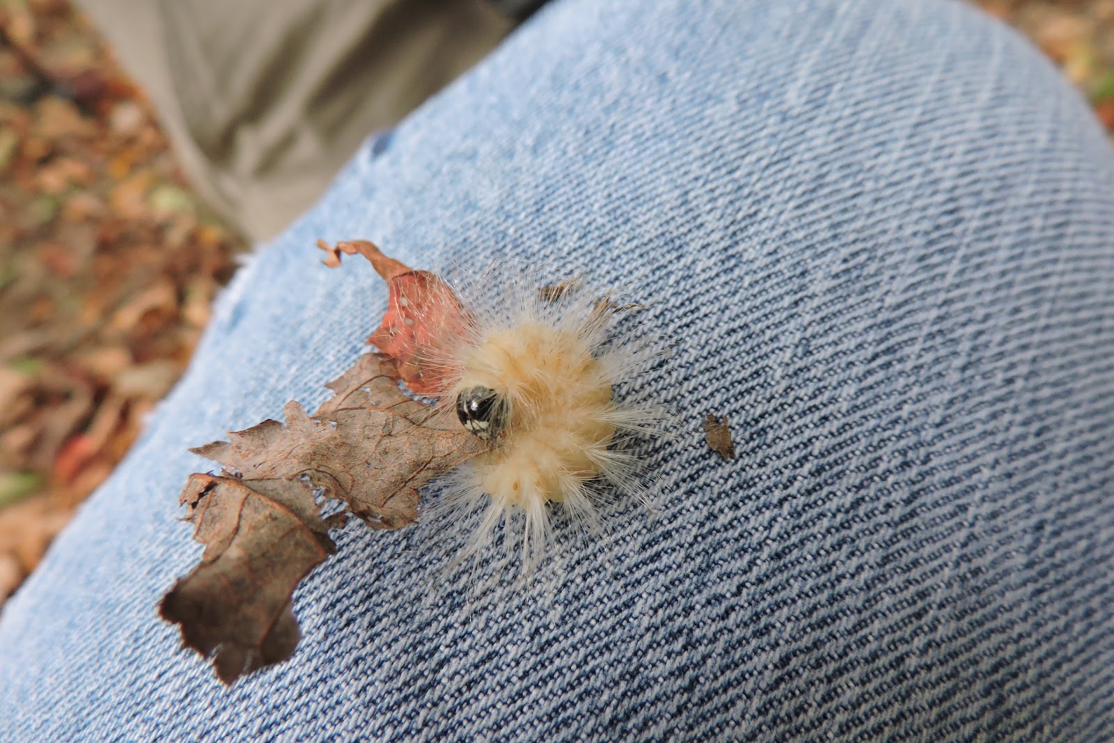 Capital Naturalist by Alonso Abugattas: The Laugher or Marbled Tuffet Moth