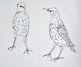 Ink sketches of starlings