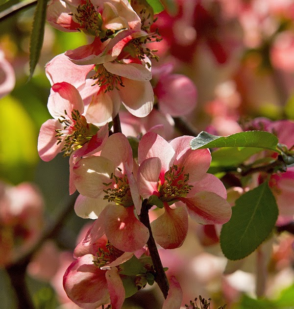 28 Japanese Flowering Shrubs Japanese Quince Chaenomeles