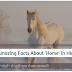 घोड़ों के बारे में रोचक तथ्य Interesting facts about Horse In Hindi