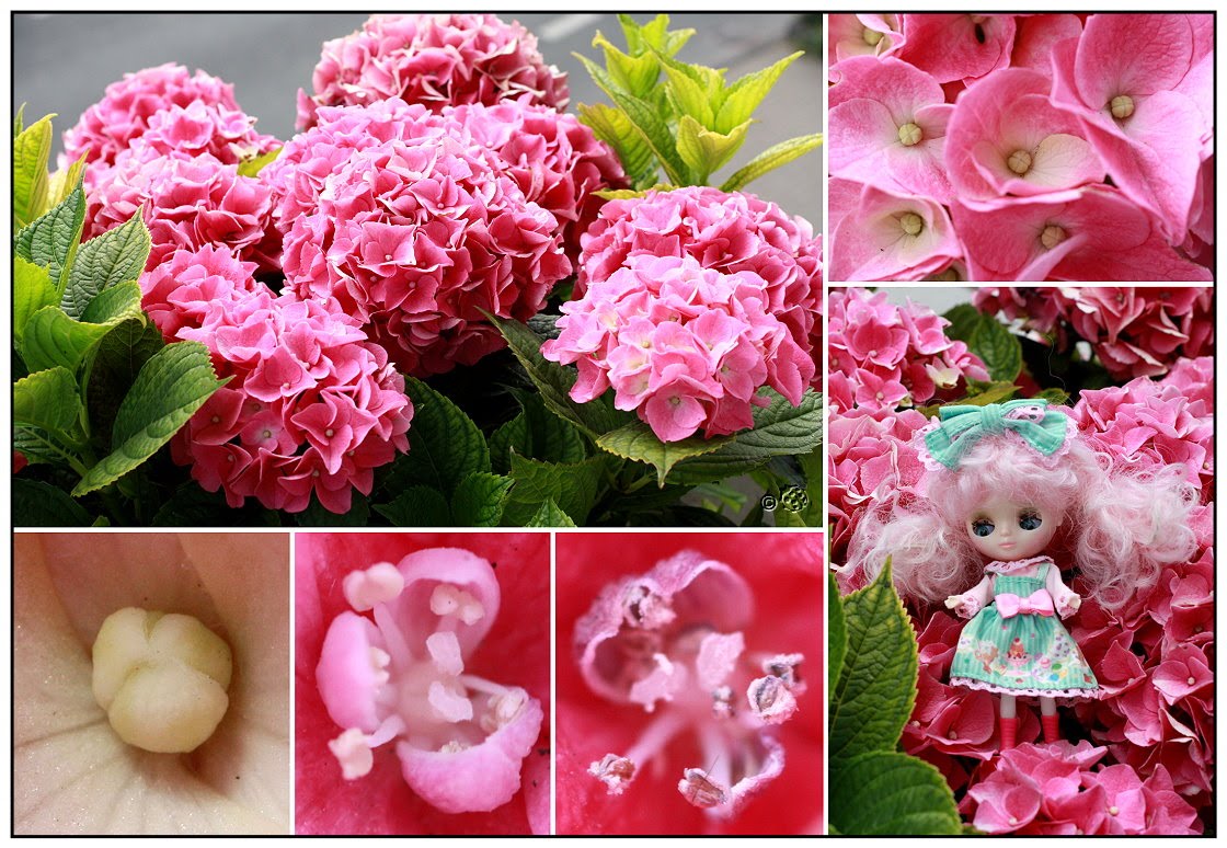 Käferchen Hortensie
