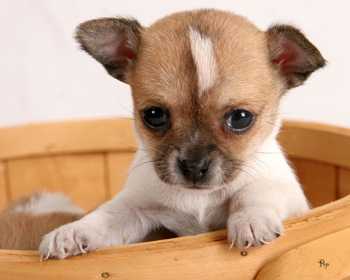 Cute Dogs Cute Chihuahua