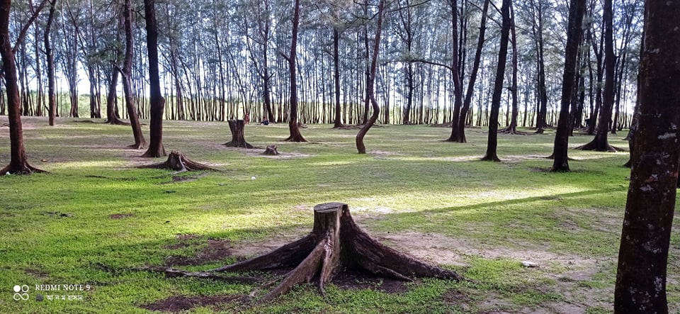পৌরসভার চরপাড়ায় সরকারি বন উজাড় করছে এরা করা? পৌরসভার চরপাড়ায় সরকারি বন উজাড় করছে এরা করা?