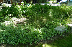 St. Andrews York Mills front garden renovation before by Paul Jung Gardening Services Toronto