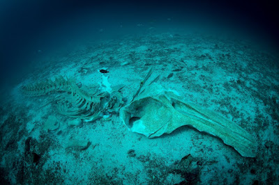 Photo of the whale skeleton at Koh Haa Lagoon dive