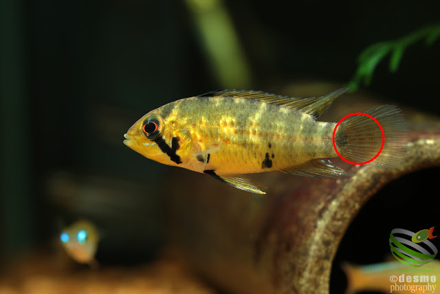 Apistogramma sp. D18 / cf. alacrina