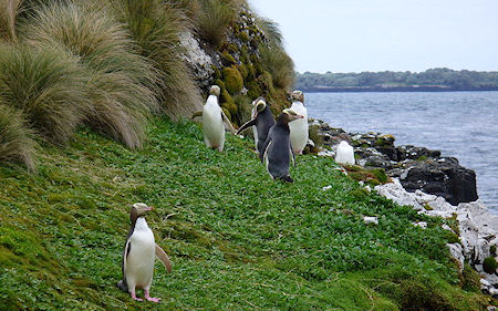The Presurfer: 12 Countries Where Penguins Are Native