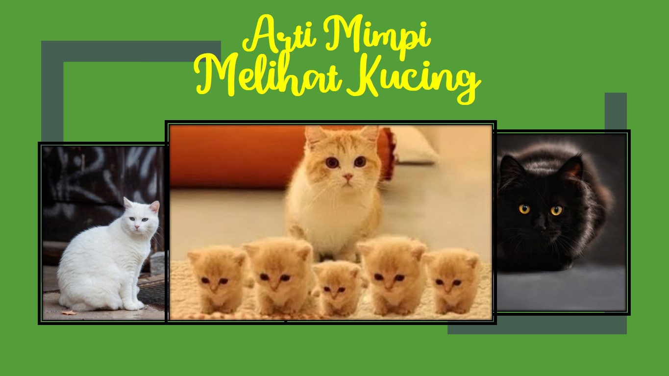 arti mimpi melihat kucing - kanalmu