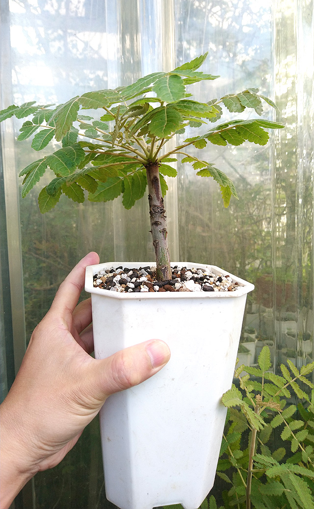 ボスウェリア アメーロ Boswellia ameero