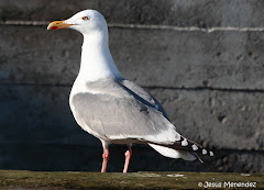 (L.a.argentatus)European herring gull / Gaviota argentea del norte / Iparraldeko kaio hauskara