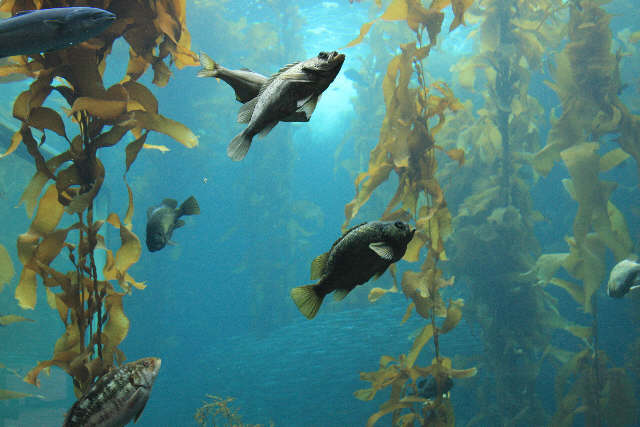 Fish Fish