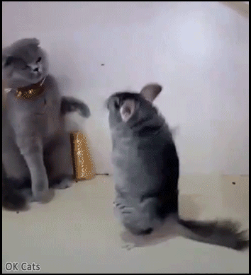 Art Cat GIF • Cat vs. Chinchilla: epic fight! “GIVE UP!” vs.“NEVER GIVE UP!” [cat-gifs.com]