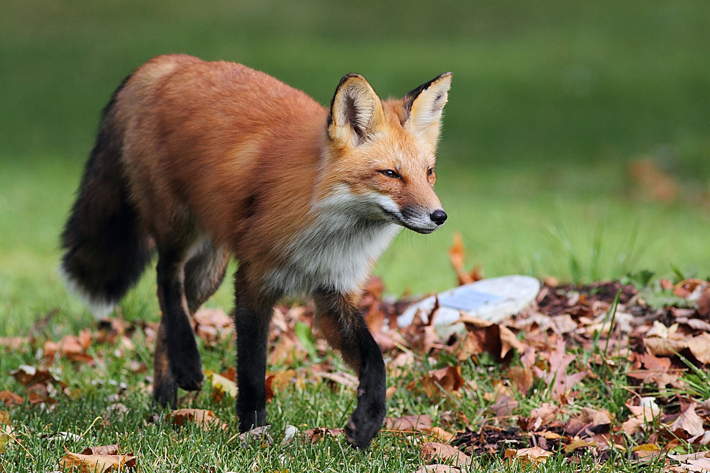 IMAGENES ANIMALES EN ALTA DEFINICION: IMAGEN ZORRO DISPUESTO A ATACAR