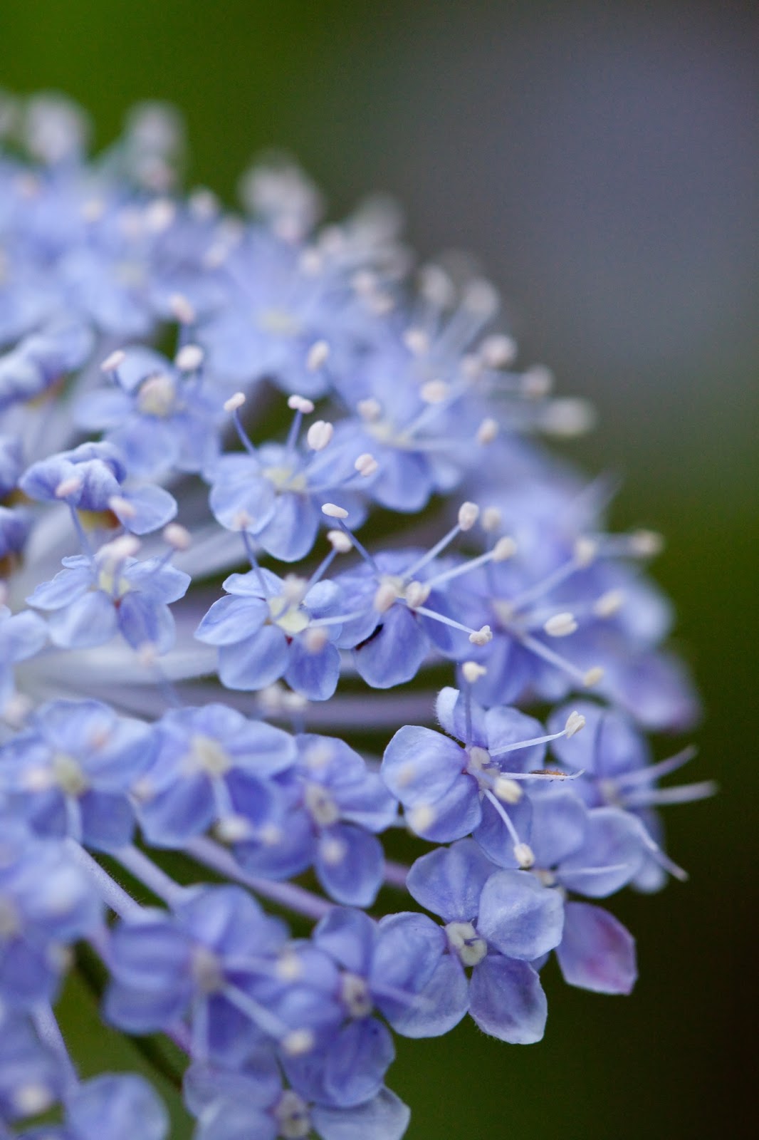 Beauty Of Flowers: Blue lace flower