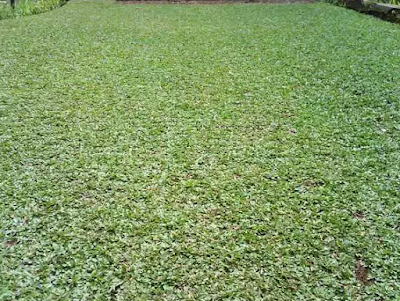 4 Jenis Rumput Hias Untuk Mempercantik Rumah dan Harganya 4 Jenis Rumput Hias Untuk Mempercantik Rumah dan Harganya