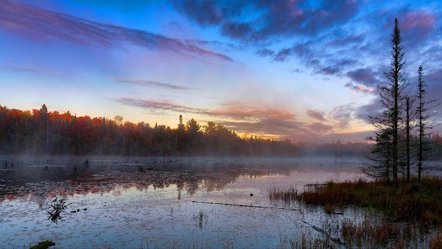 Swamp, fog, twilight wallpaper