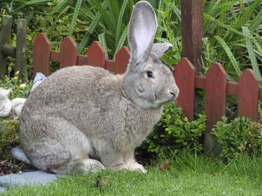 NANA DIANA TAKES A BREAK: RABBIT-RABBIT Happy First Day of May