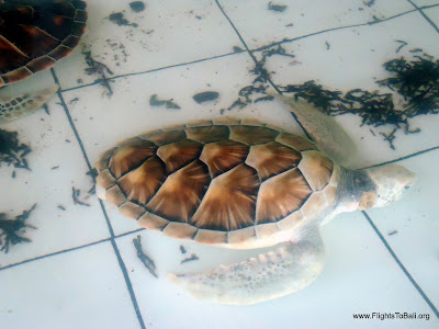 Turtle Farm Bali Indonesia 2