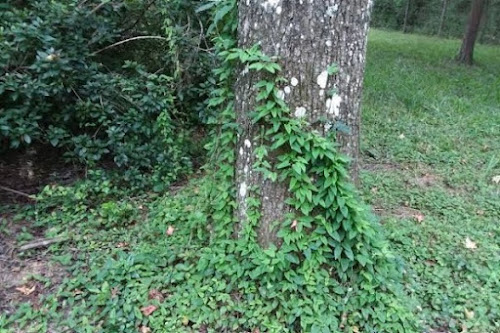 bahan masakan tradisional khas semarang