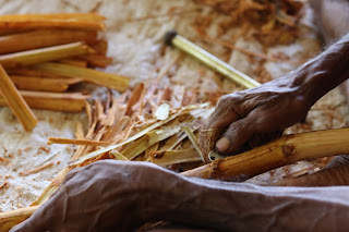 cinnamon harvest