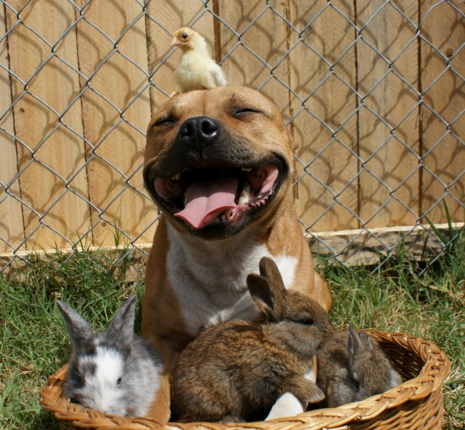 American Staffordshire Terrier Kötü köpek yoktur, kötü sahip vardır.
