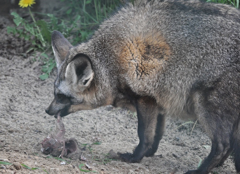 ZOOTOGRAFIANDO (6.100 ANIMALS) ZORRO OREJUDO U OTOCIÓN / BATEARED FOX