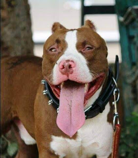 august 2016 pitubull in punjab