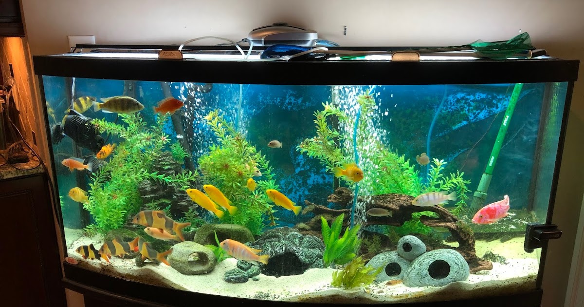 fish tanks fish tanks