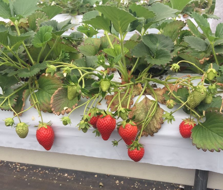 Agriculture Technology Avenue Strawberries cultivation