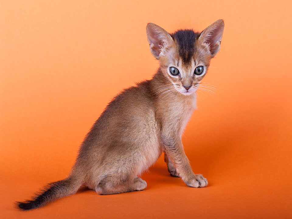 Abyssinian Cat Affectionate and Friendly Domestic Cat