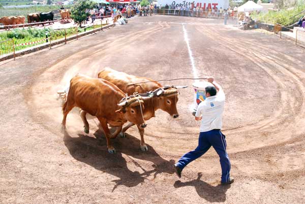 Arrastre de ganado (Juegos Tradicionales Canarios) Isla de Tenerife