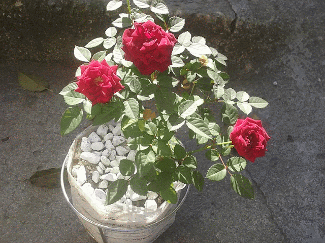 As mini-rosas tem o tamanho ideal pra quem deseja ter uma roseira, mas não tem espaço para cultivar a planta em tamanho original ou simplesmente prefere as plantas menores.