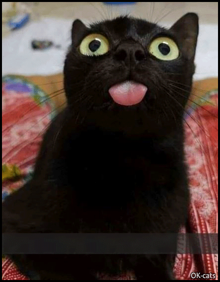 Art Cat GIF • Funny black cat with Blep...Blep...Blep...Mode activated, haha Art Cat GIF • Funny black cat with Blep...Blep...Blep...Mode activated, haha