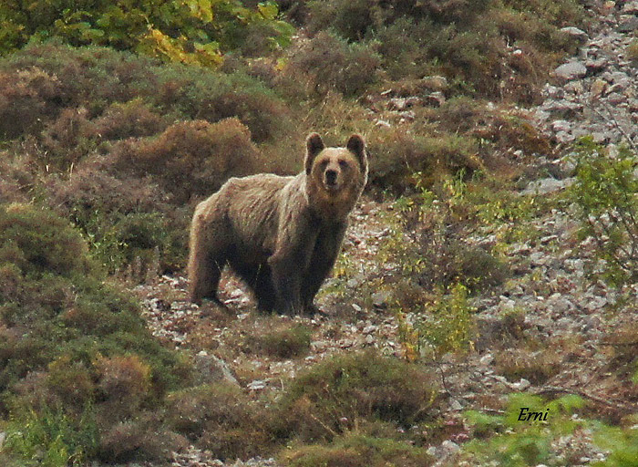 El Herrerillo Oso pardo (Ursus arctos)