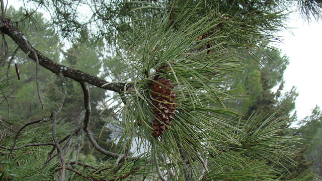 Pino resinero (Pinus pinaster Ait.).