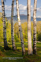 Mount Monadnock through Birches, Marlborough, New Hampshire